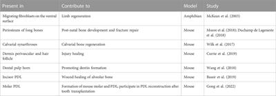 The role of PRX1-expressing cells in periodontal regeneration and wound healing